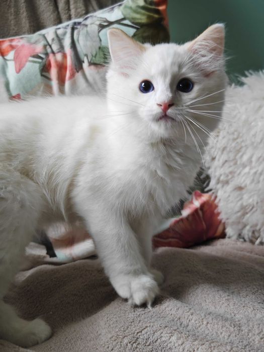 Ragdoll przepiękny rudy kocurek , rodowód FPL
