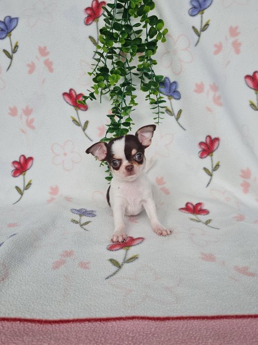 Excecional menina mini mini Chihuahua/Chiuaua de Qualidade