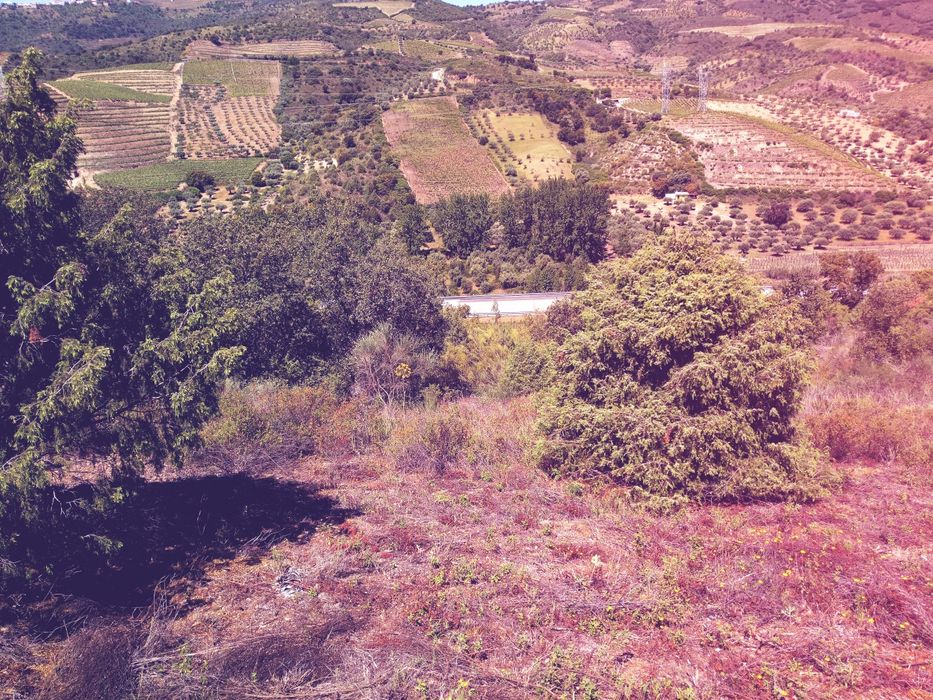 Quintinha com 3,2Ha - permuto