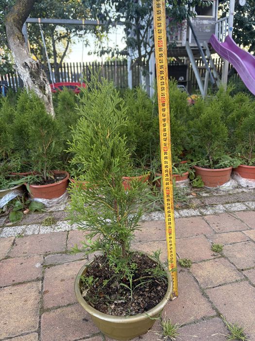 Tuja Szmaragd 50 cm