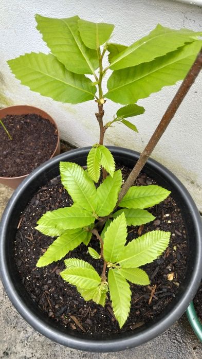 Castanheiro em vaso