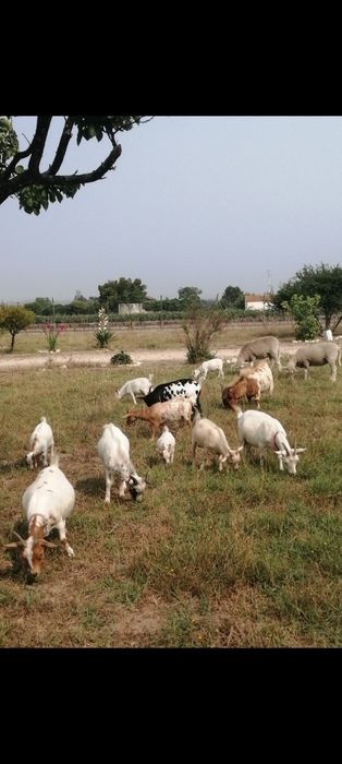 Cabras e bodes anãos