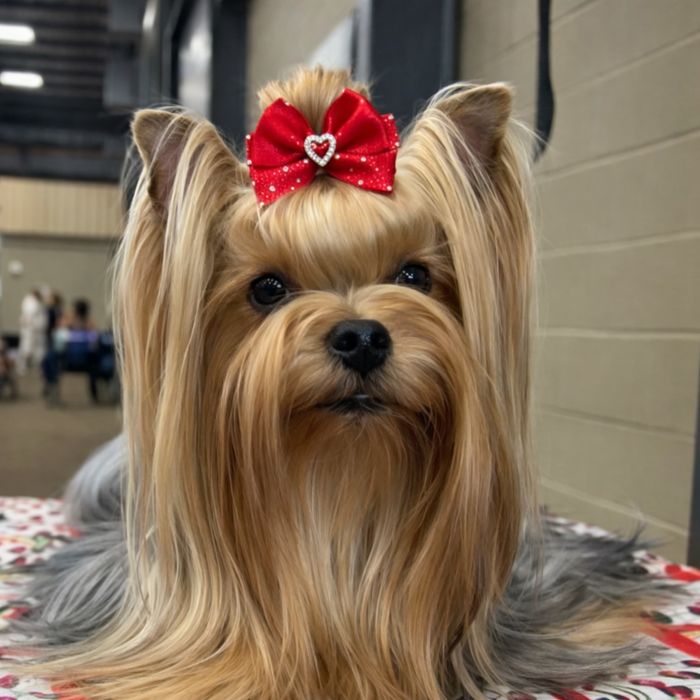 Щенки Йорики в продаже . Малыш Ждет тебя.