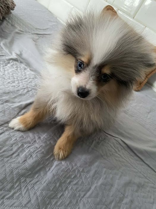 Szczeniaki Szpic miniaturowy blue merle