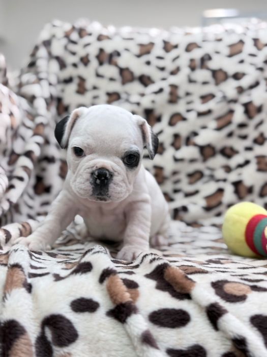 Bulldog Francês macho