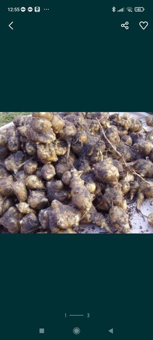 Topinambur  słonecznik bulwiasty 5 kg