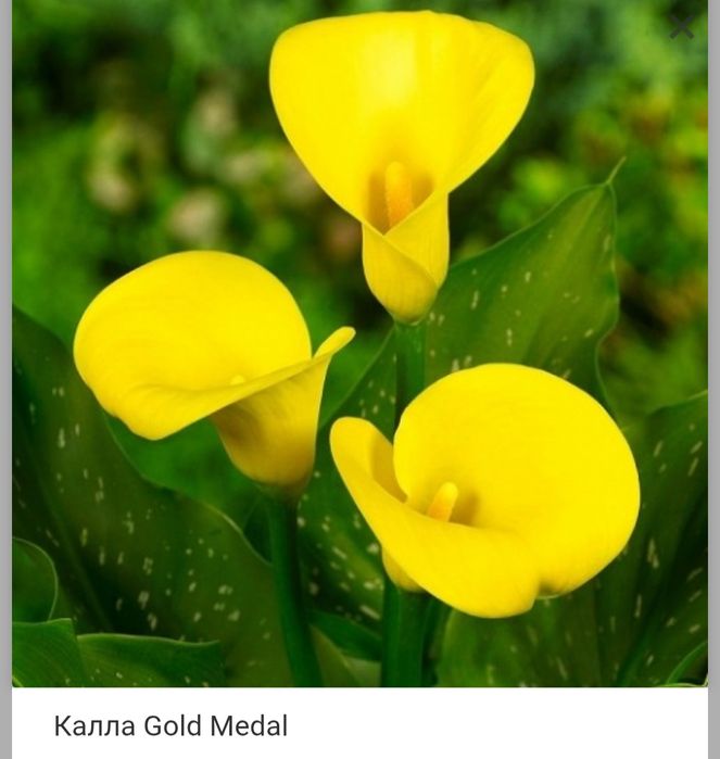 Калла жовта голд медал