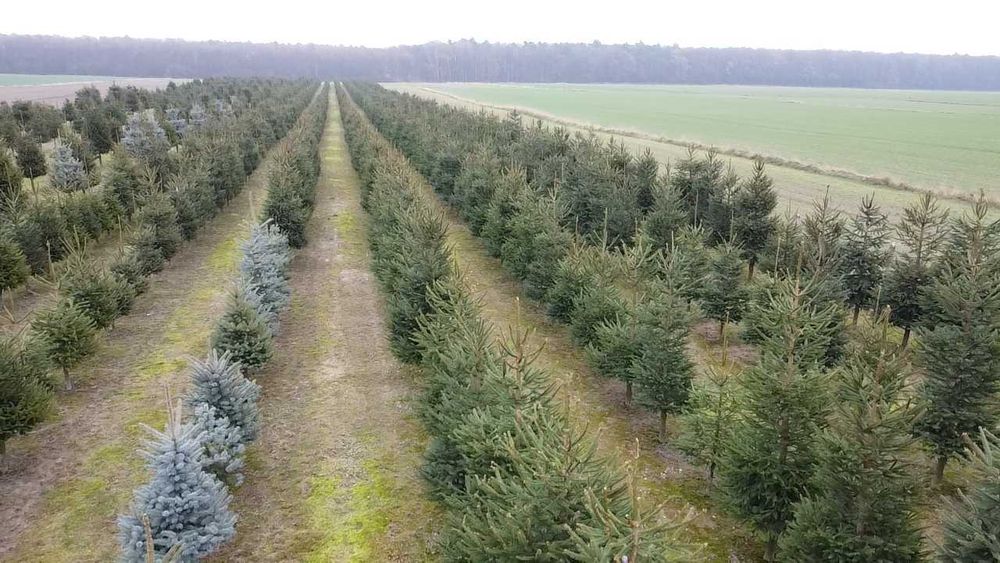Piękne Choinki Świąteczne