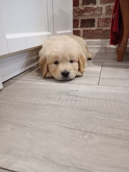 Golden retriever śliczne słodziaki