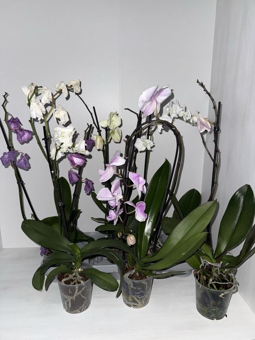 Уцінка орхідея Big Lip, сортові орхідеї