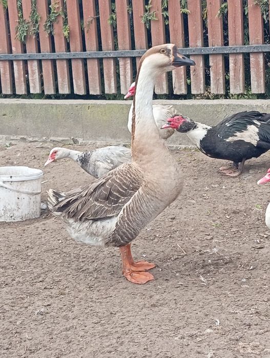 Kaczki, Kaczory , gęsi, indyki