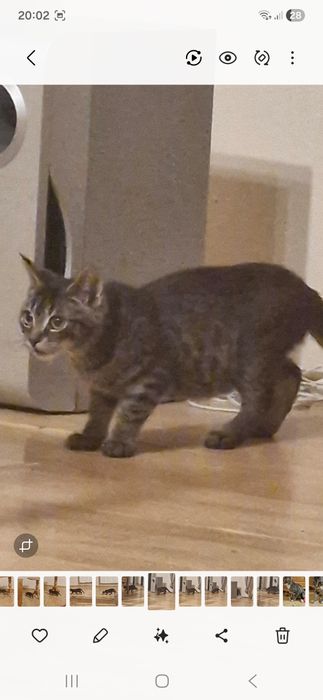 Zaginęła 5 miesięczna koteczka