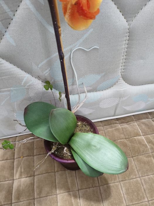 Orquídea cor salmão em plástico
