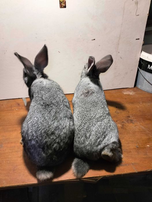 Кролики на плем'я, молодняк кроликів, шиншила