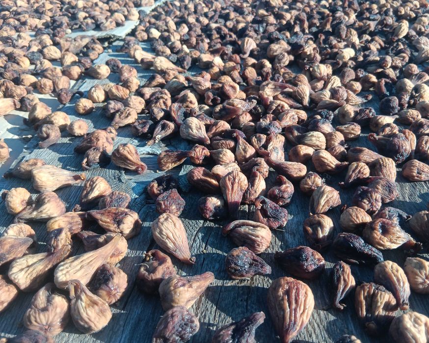 Figo seco para isco e para fermentação e produção de aguardente
