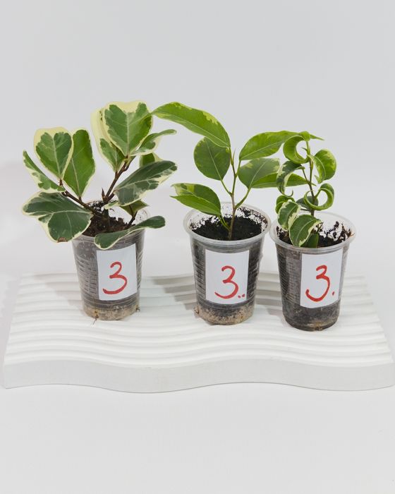 Набір укорінених живців фікусів із трьох видів.