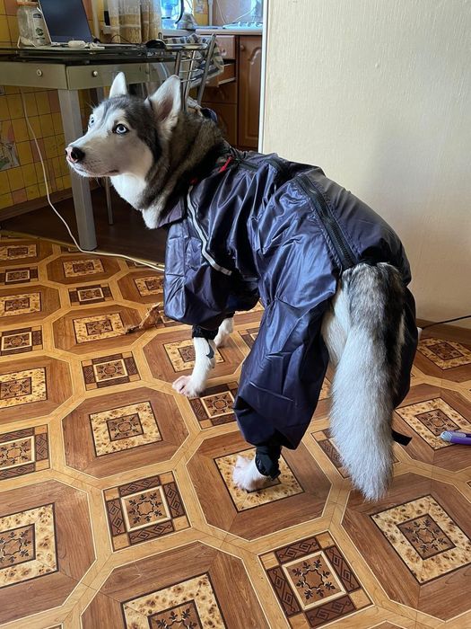 Дощовик для собак одяг