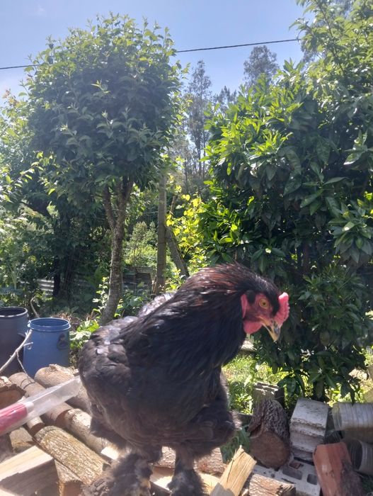 Galo de raça brahamas black