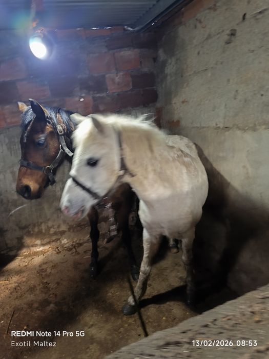 Weishi 2 éguas cheias