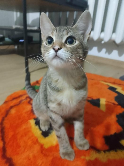 Kociak Azula szuka domu!