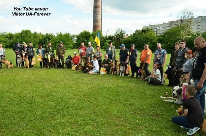 Перетримка та навчання для собак у Черкасах та області