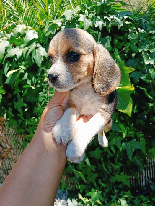 Beagle fêmea linda este fim de semana!