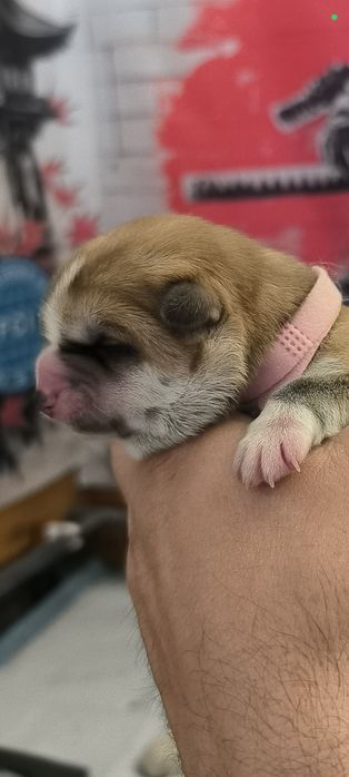 Akita Inu ZKwP/FCI