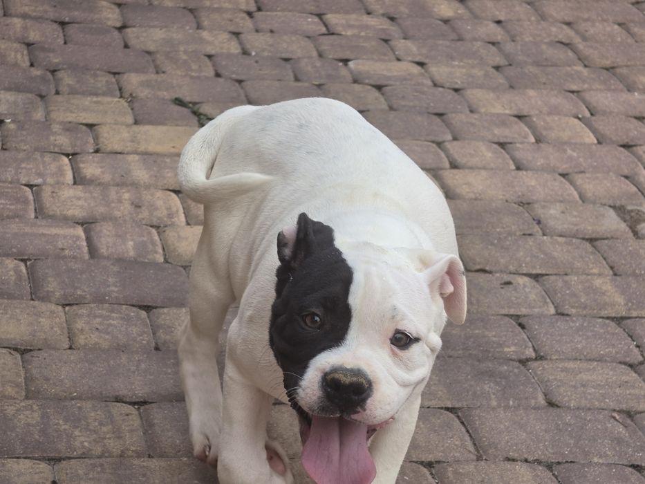 Piesek american bully  z metryką