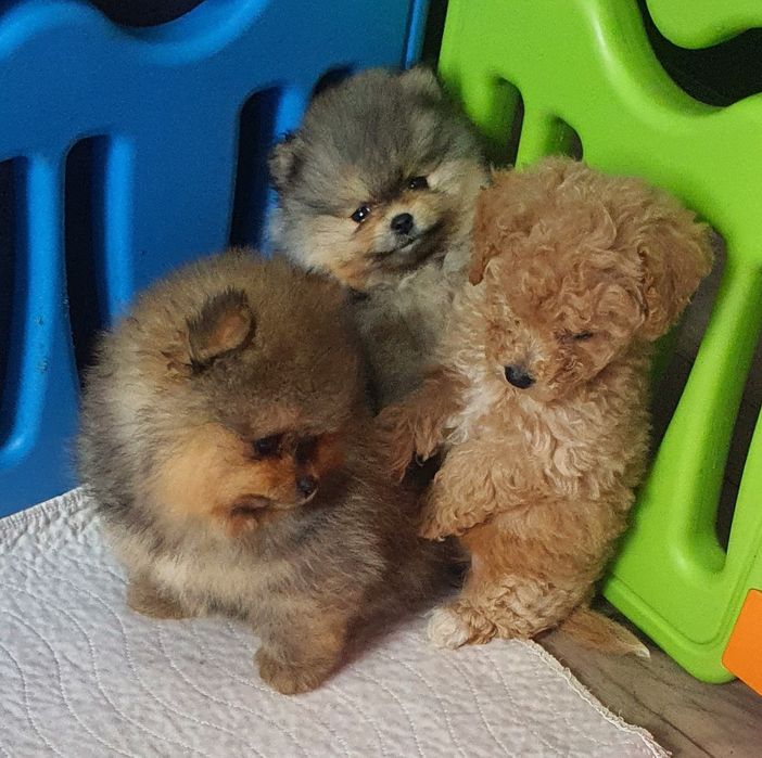 Померанский шпиц мальчики