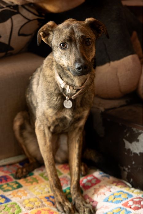 Собака врятована з херсона