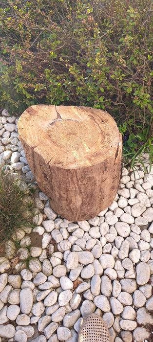 Pieniek z drewna, okorowany.