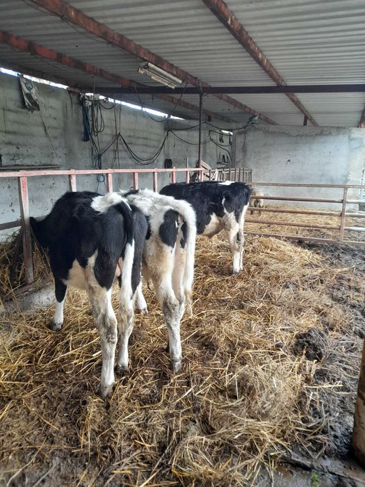 Vitelo frisio 6 meses