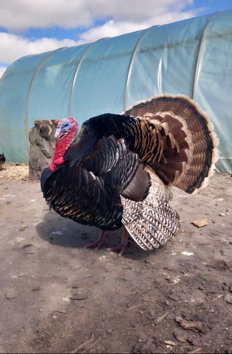 Sprzedam indyki, indory