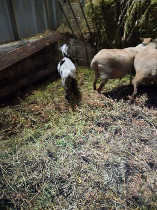 Cabrito mono a comecar a cubrir