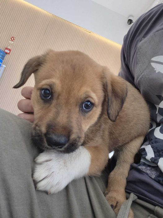 Cães bebés de machos de porte médio/grande