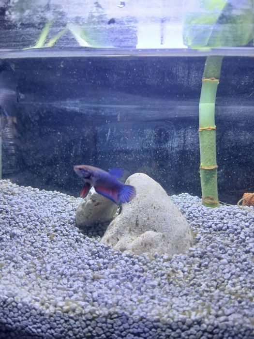 Peixe Betta fêmea