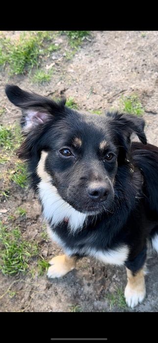 Czekam na dom - Kira