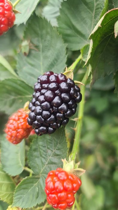 Саженцы сладкой крупной ежевики Прайм Арк 45, саженцы большие, 3-х лет