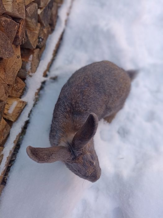 Продам молоду кроличку.