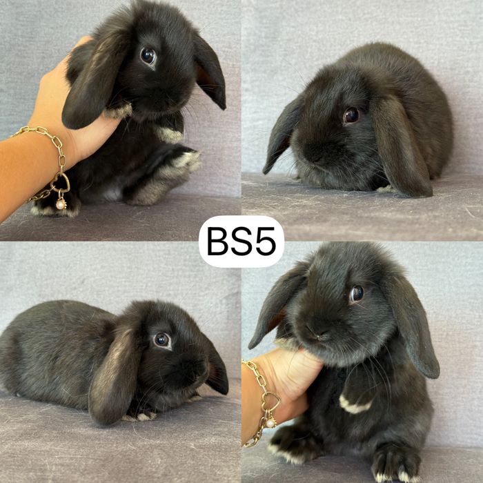 Królik Baranek Miniaturka MINI LOP