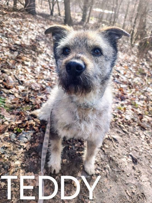 TEDDY starszy łagodny pies szuka domu