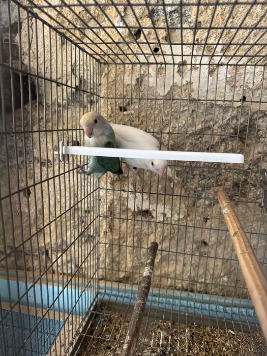 Agapornis varias variedades