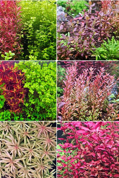 Zestaw roślin Akwarystycznych "RED"