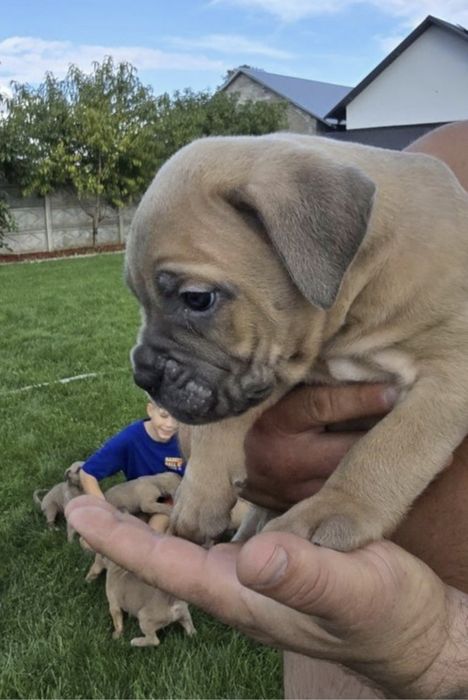 Cane Corso mocny pies