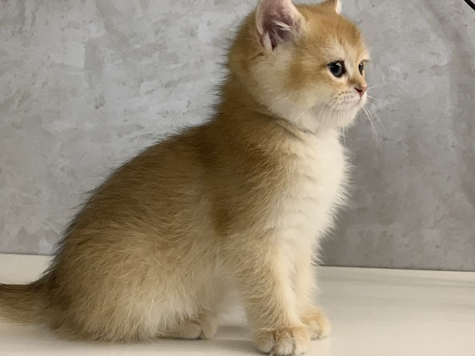 Британские котята