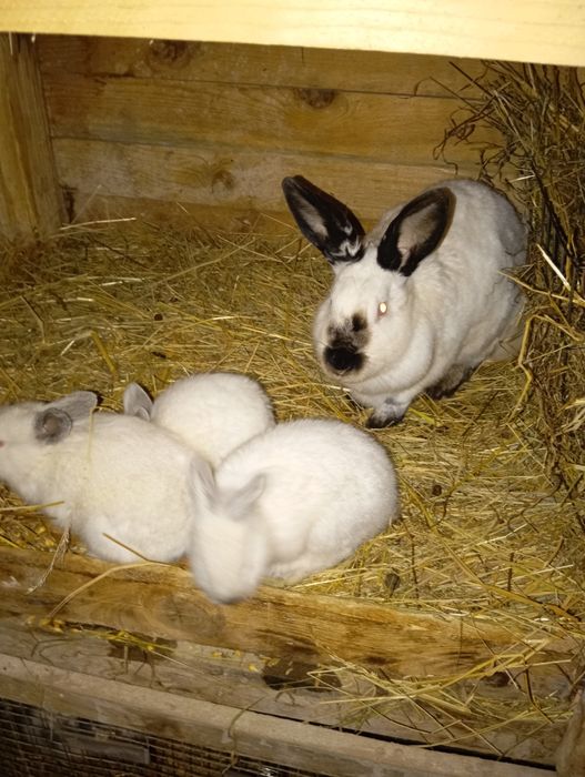 Królica kalifornijska z młodymi