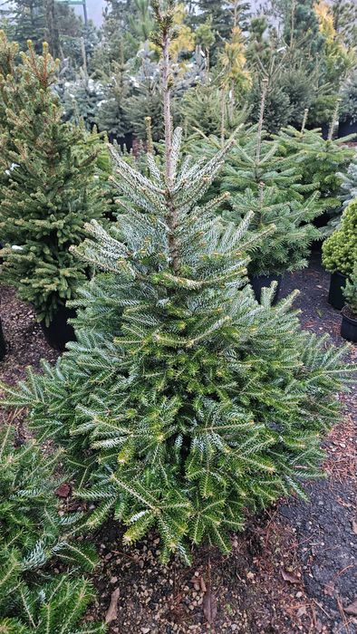 Jodła Świerk Sosna Choinki Dostawa wybór wys 20cm-5m doniczka cięta