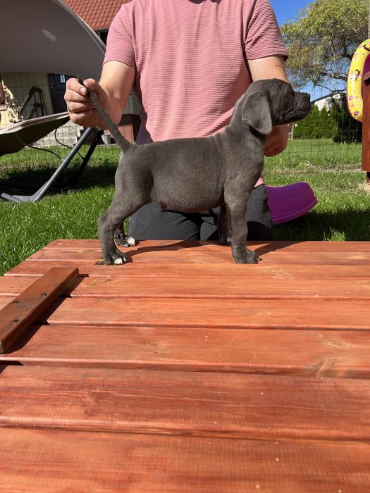 Cane Corso piesek