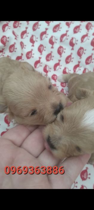 Мальтіпу,дівчинка.