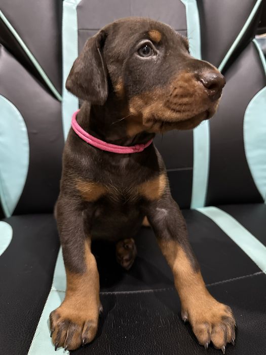 Бронь на шикарних щенков добермана